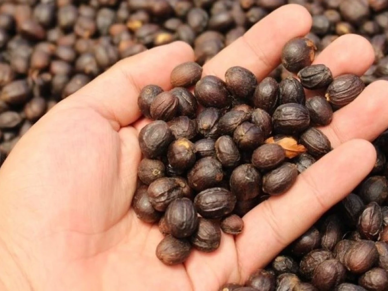 Mesa técnica busca fortalecer el sector cafetalero