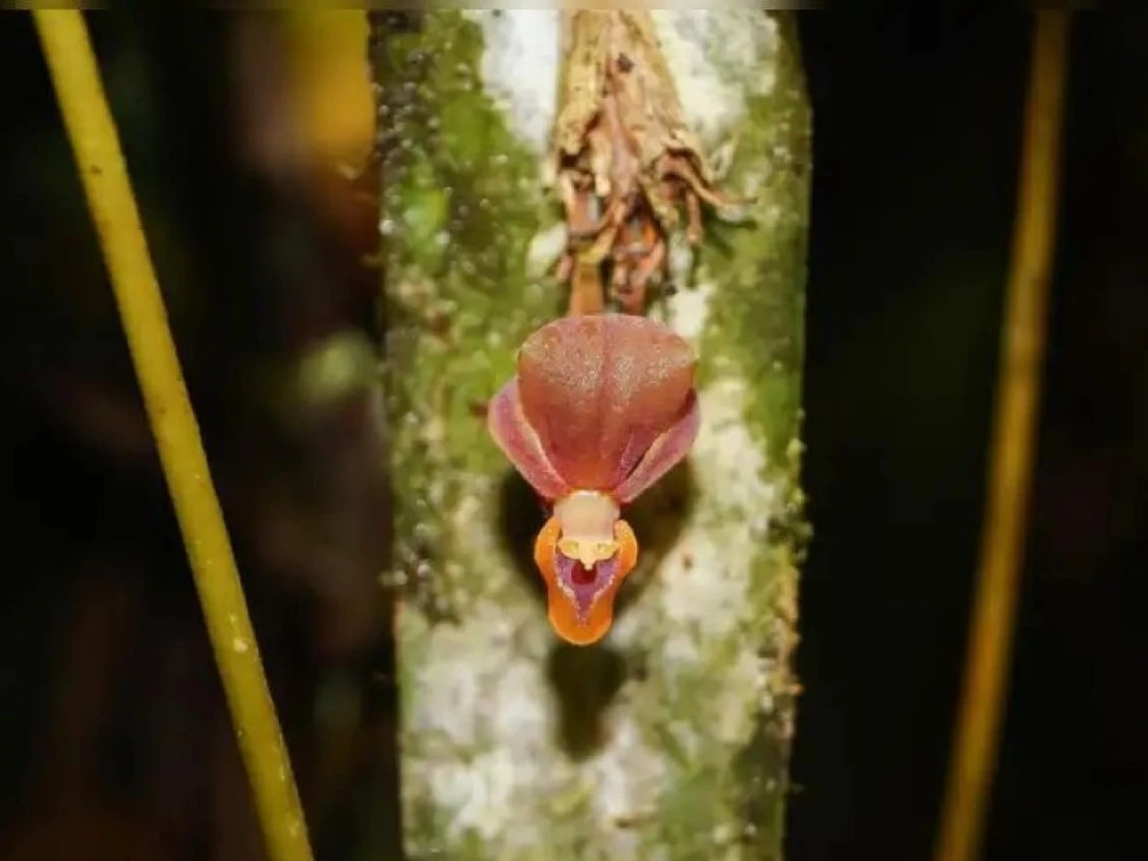 Nueva especie de orquídea fue identificada entre Perú y Ecuador
