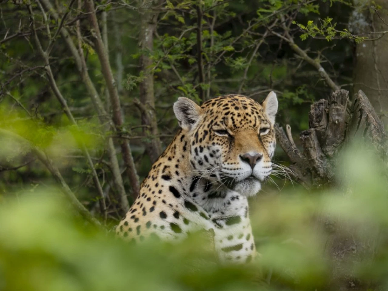 El zoológico de Guayllabamba alberga animales de la Amazonía