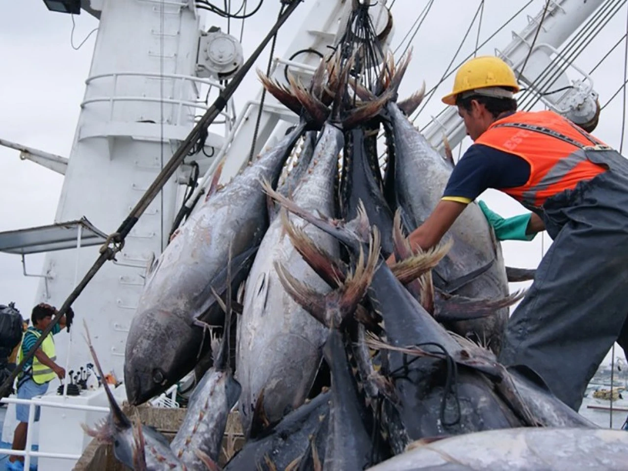 Exportaciones pesqueras de Ecuador marcaron récord histórico en 2025