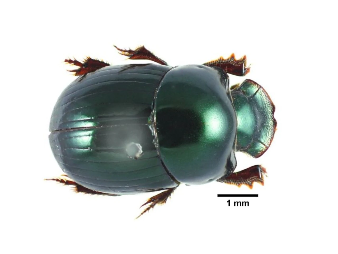 Identifican 62 especies de escarabajos clave para el equilibrio ecológico de la Amazonía ecuatoriana