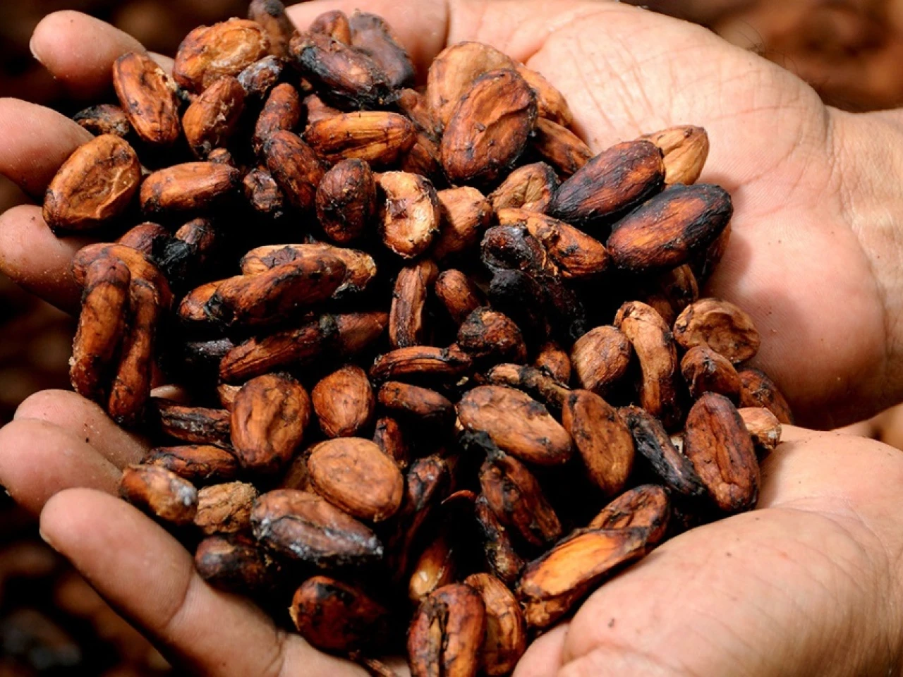 Exportadores de cacao creen que alto precio mundial es "una burbuja"