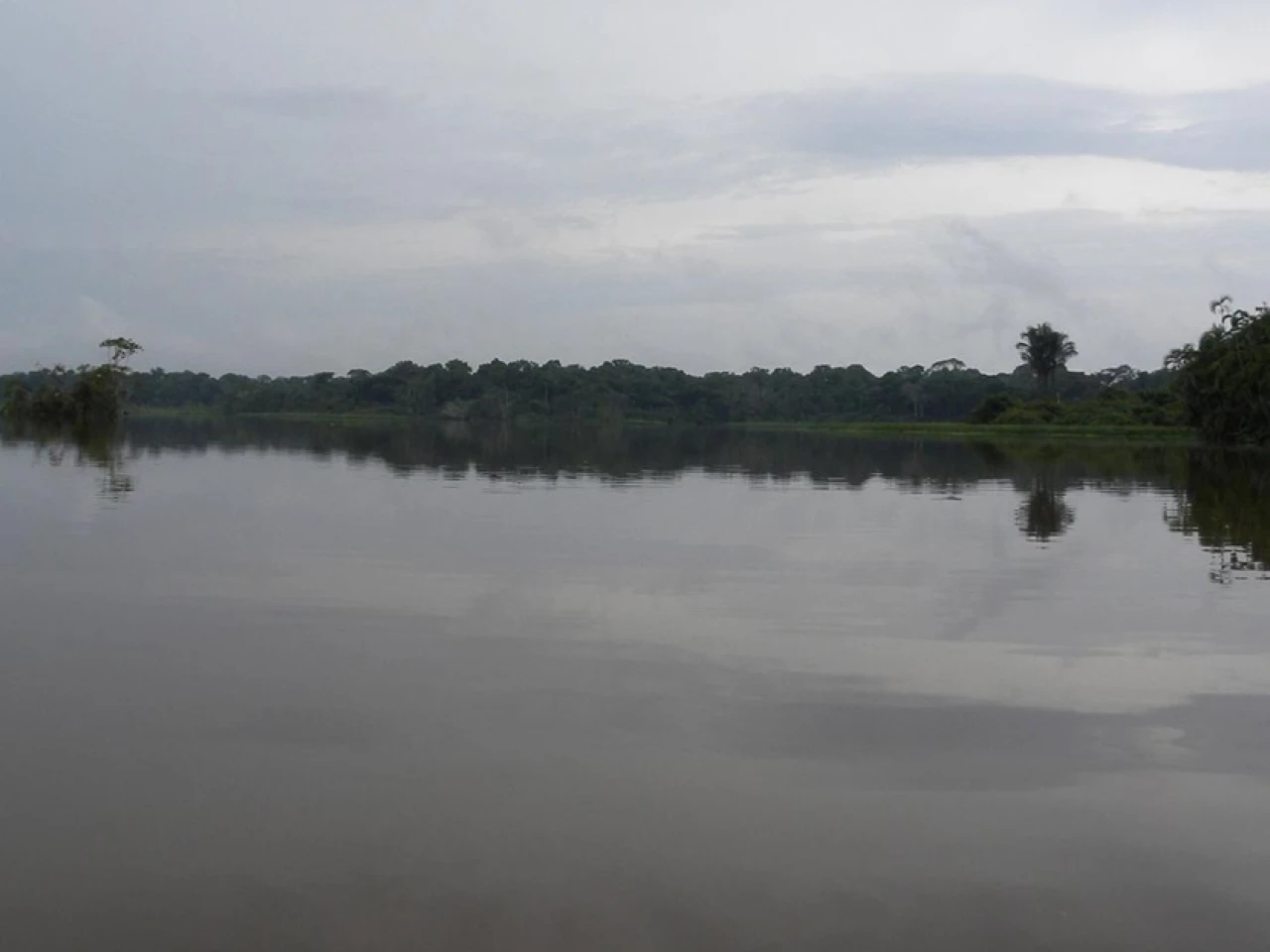 Jatuncocha, la laguna ubicada en el corazón del Yasuní 