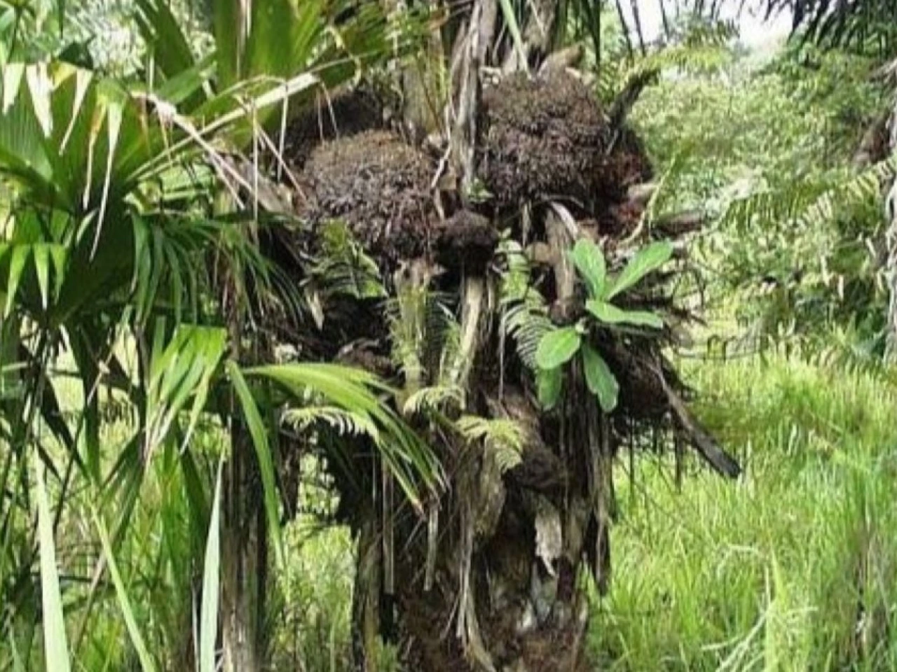 Ecuador refuerza la protección de la tagua