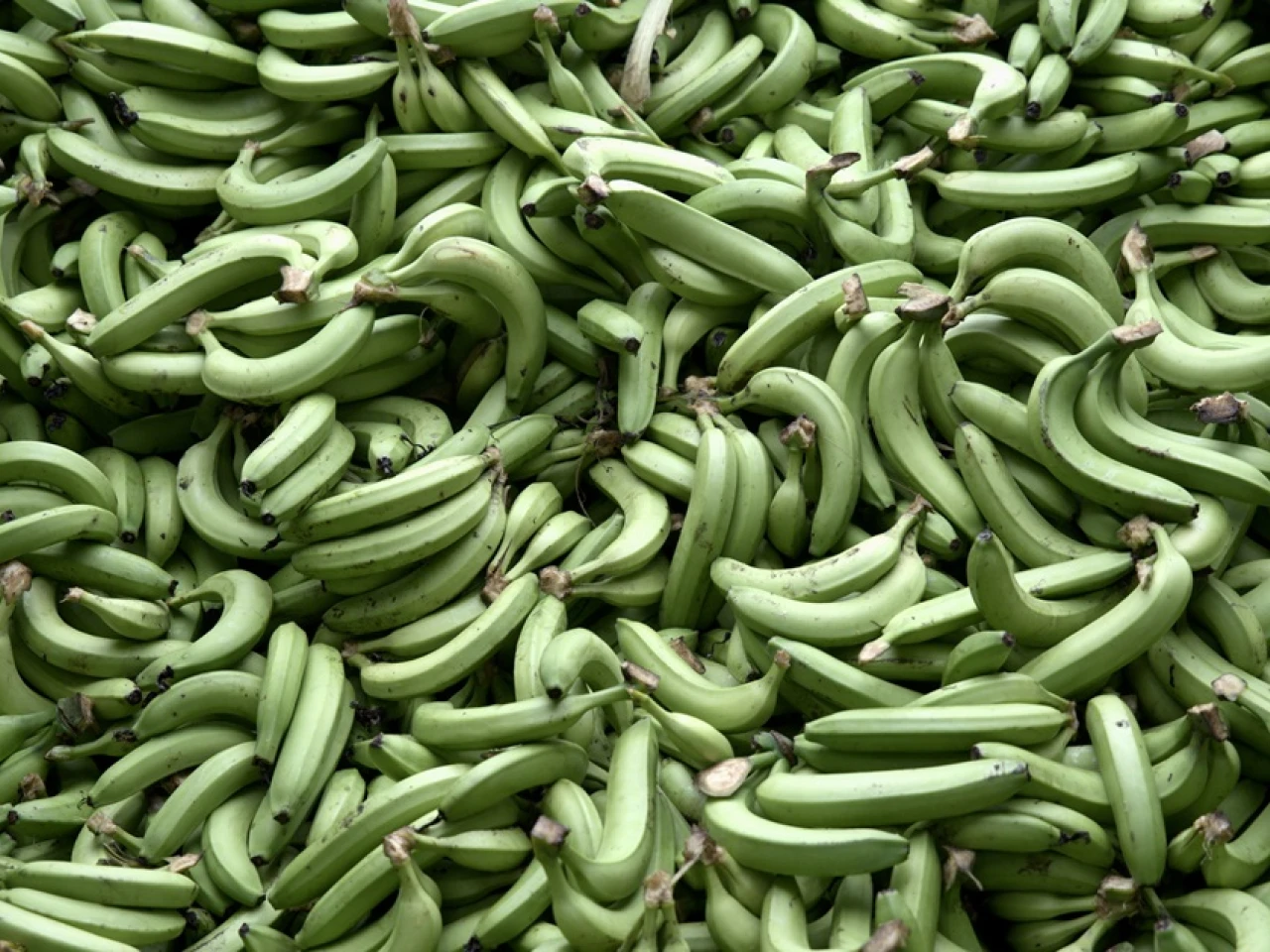 Industria bananera de Latinoamérica carga contra precios bajos de cadena alemana Kaufland