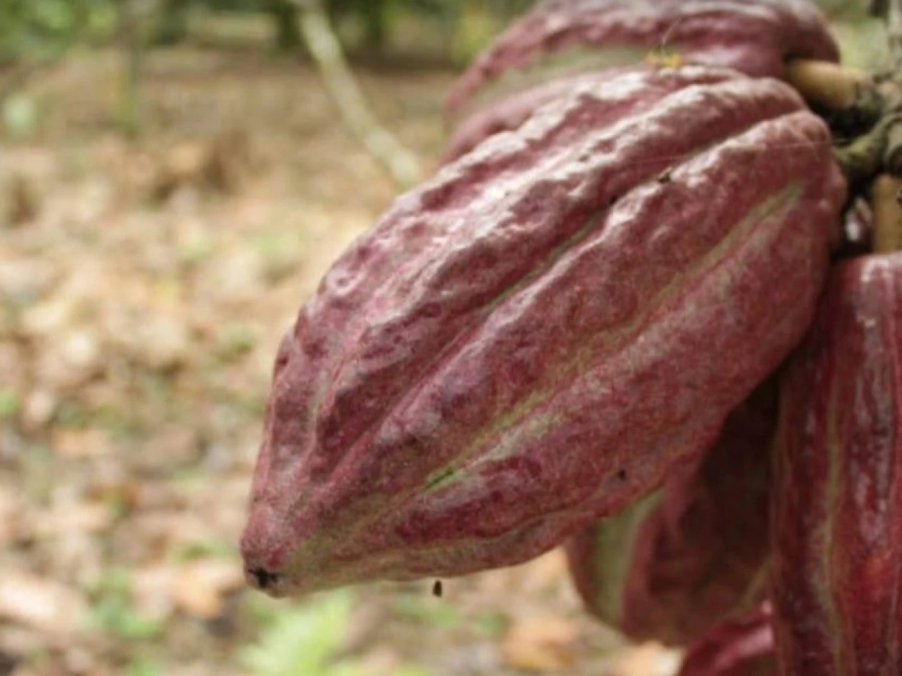 Ecuador pone la mira en Marruecos un puente estratégico para el agro en África