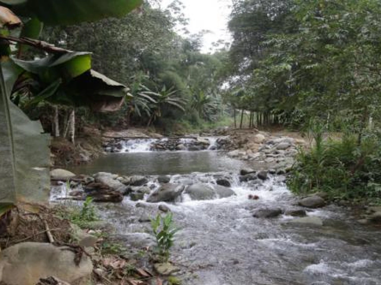 Guayas: Un huerto shuar en la Costa