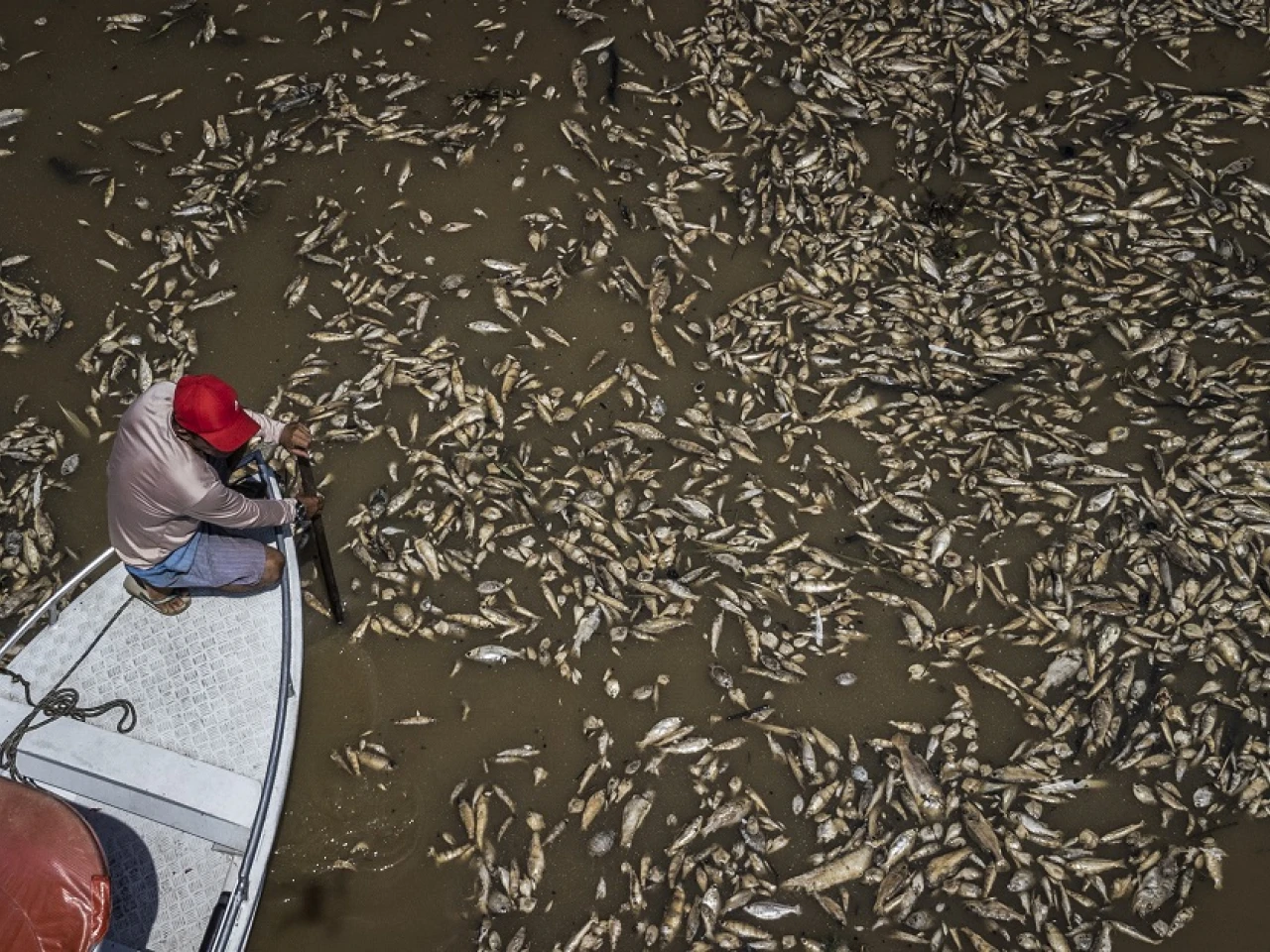 Sequía en la Amazonía y temperaturas récord provocan muerte de toneladas peces en Brasil