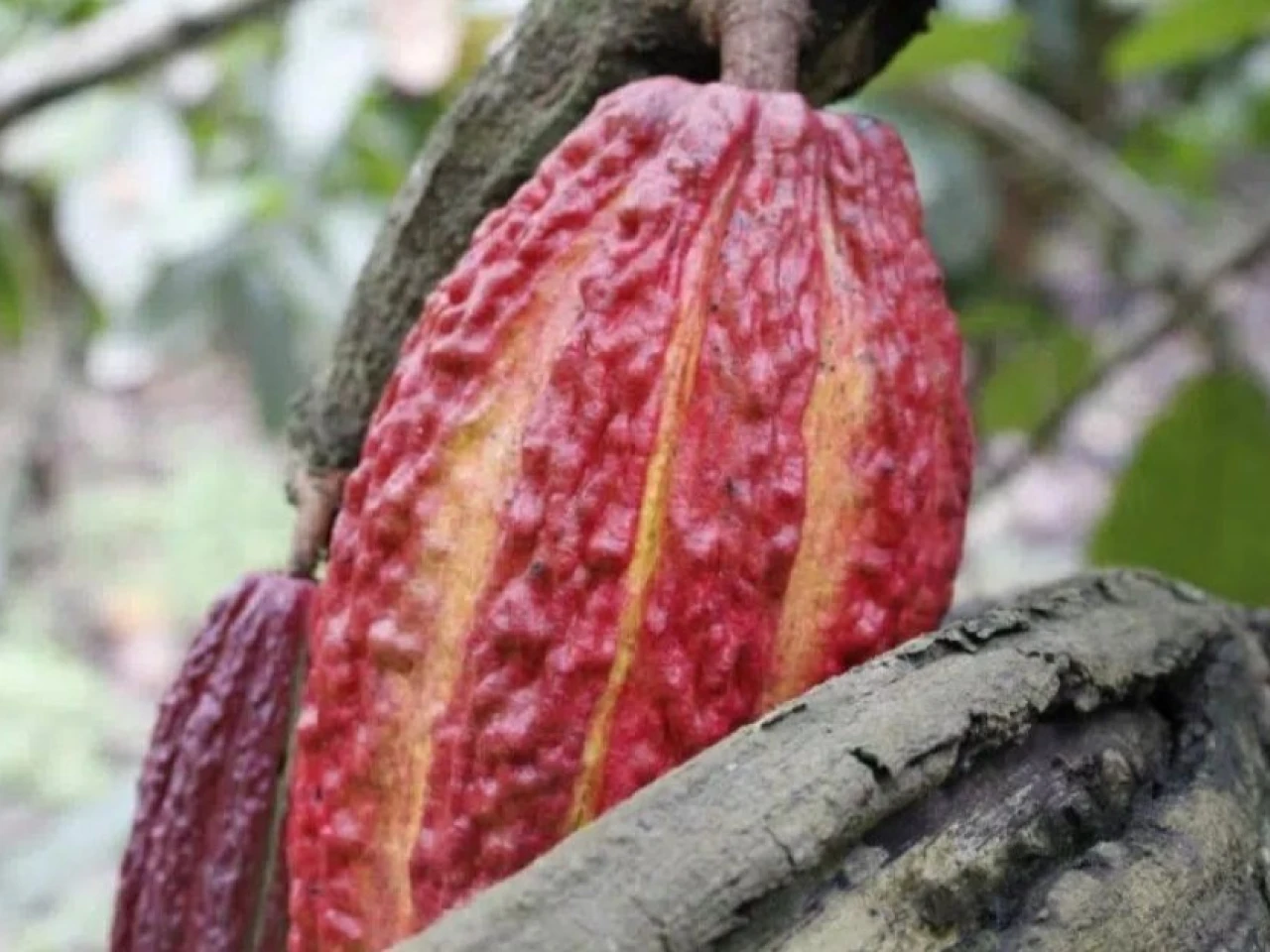 Cacao supera los $ 6.100 por tonelada