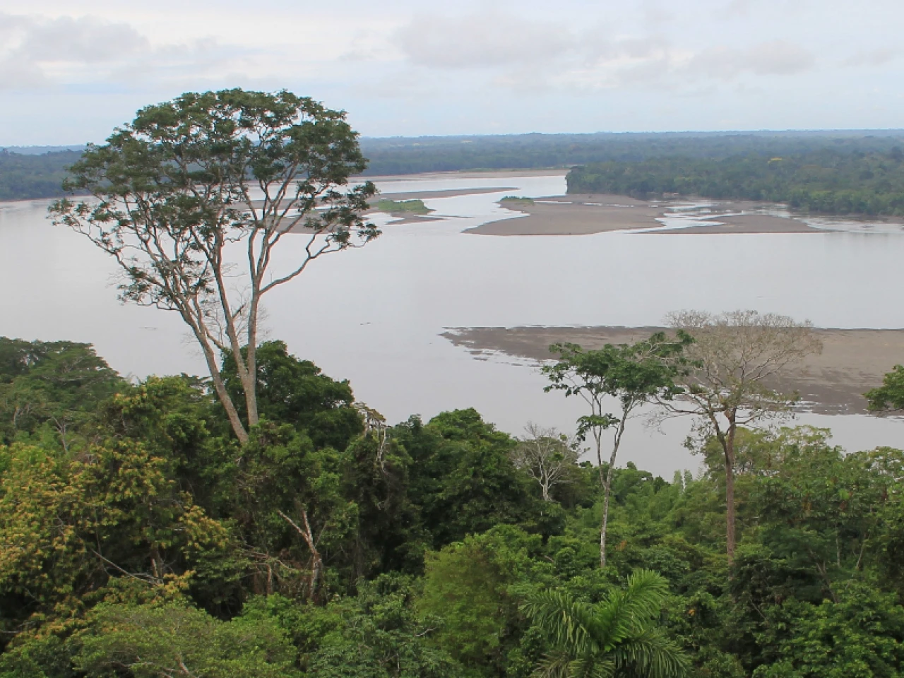 Los indígenas claman por la protección del 80 % de la Amazonía para el 2025