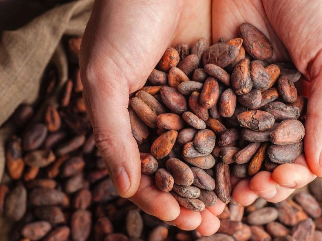 El precio del cacao cayó a $ 9,782,50 por tonelada