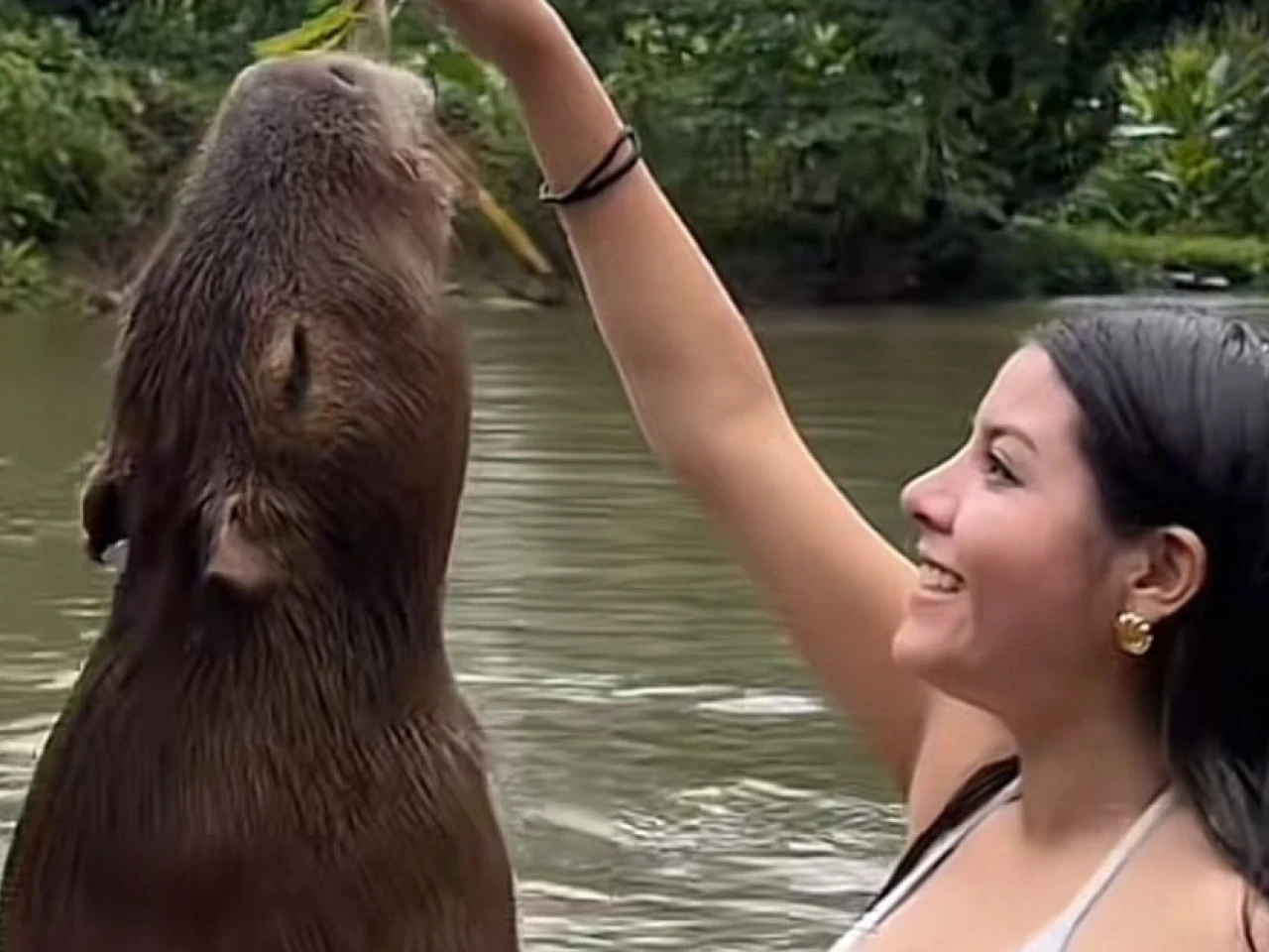 Kuri Warmi, donde los visitantes pueden nadar con una capibara 