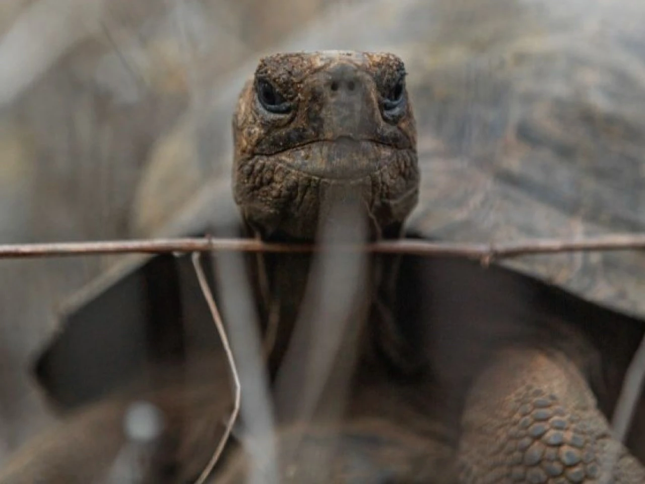 Reintroducen 277 tortugas gigantes para reforzar conservación en Galápagos en Ecuador