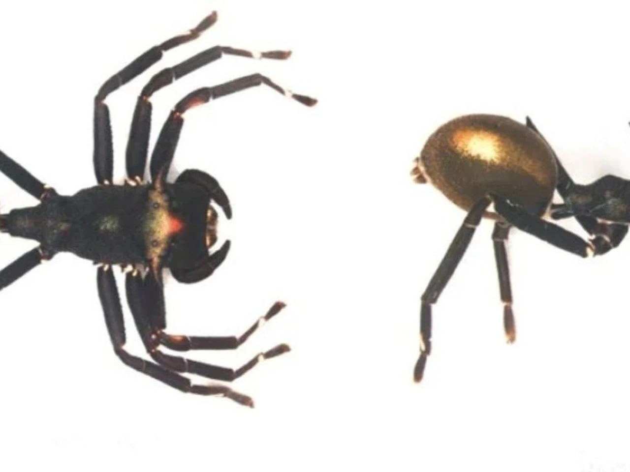Nueva araña en el Yasuní imita hormigas para cazar y confirma riqueza aún inexplorada