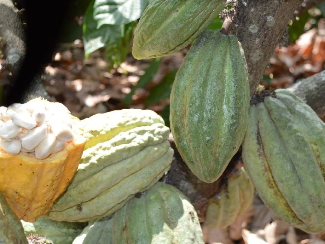 Orellana: Productores recibieron insumos agrícolas