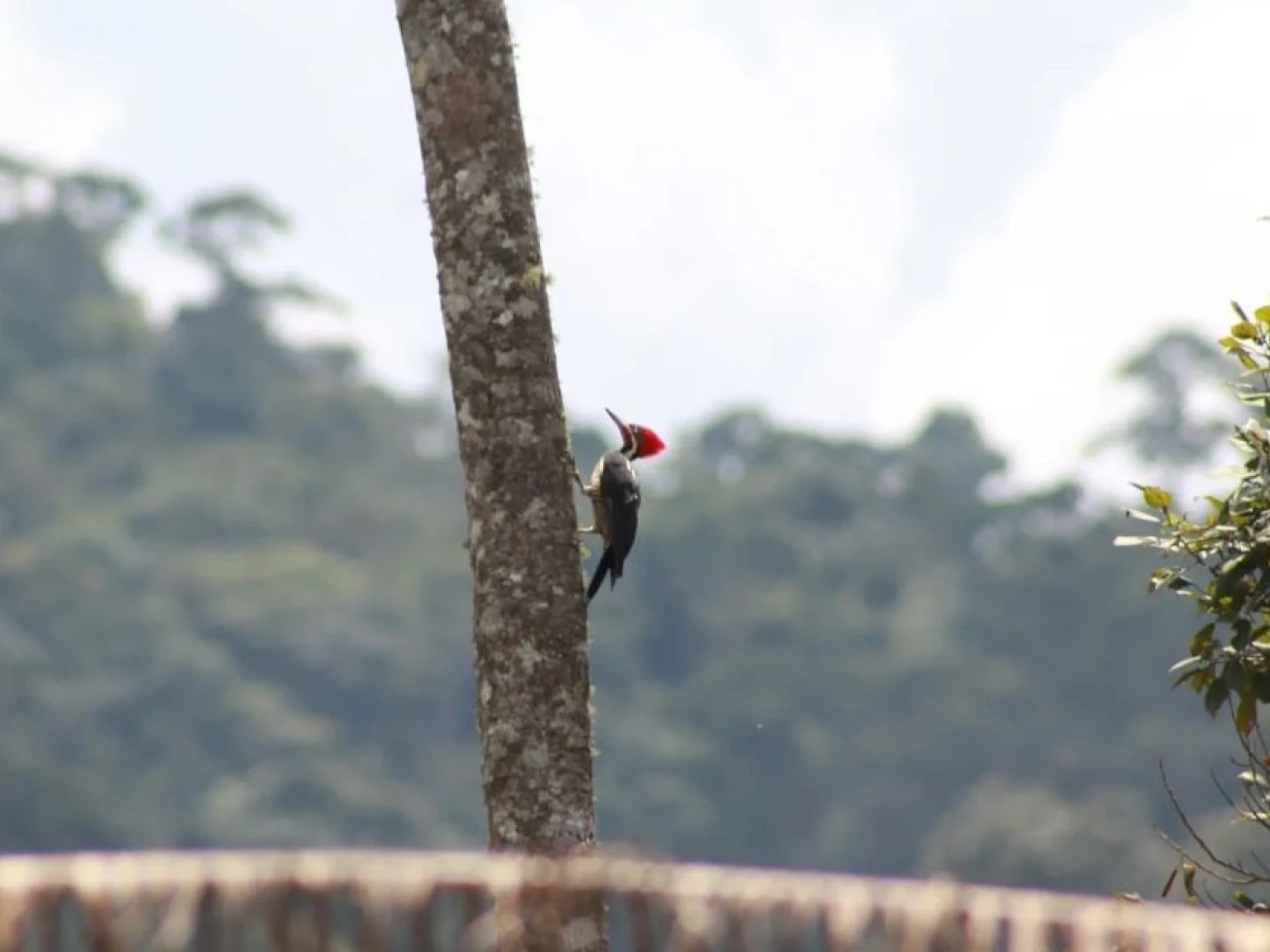 El cambio climático amenaza la supervivencia de las aves amazónicas