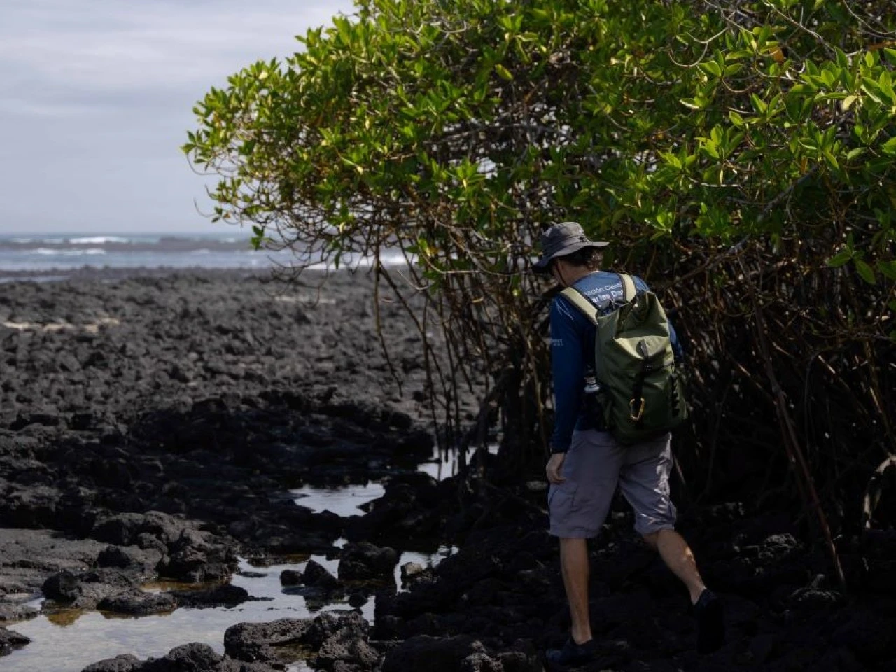 Los manglares de Galápagos están bajo amenaza