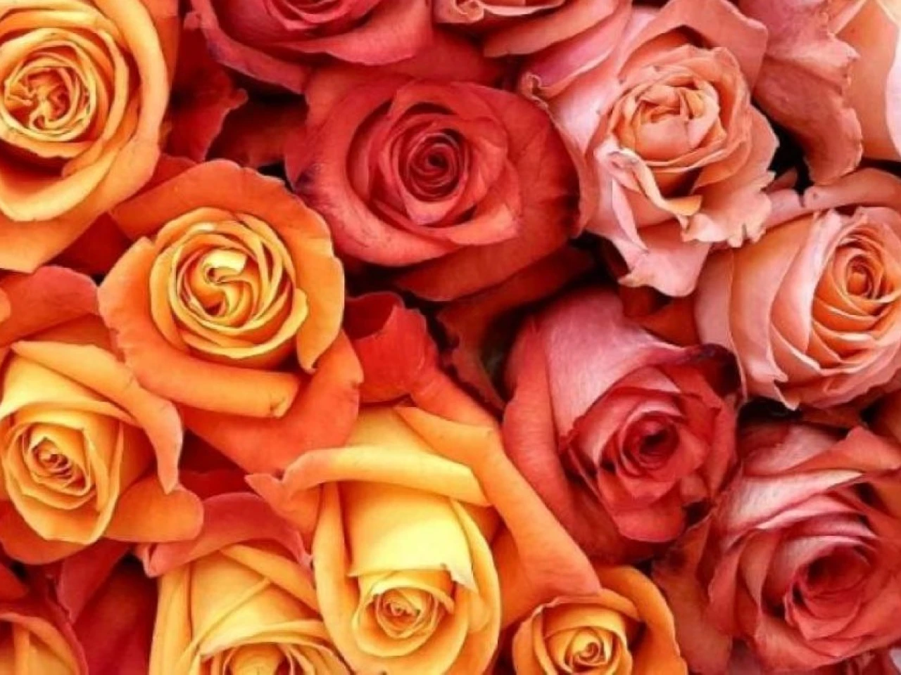 Exportación de flores crece en volumen pero cae en ingresos