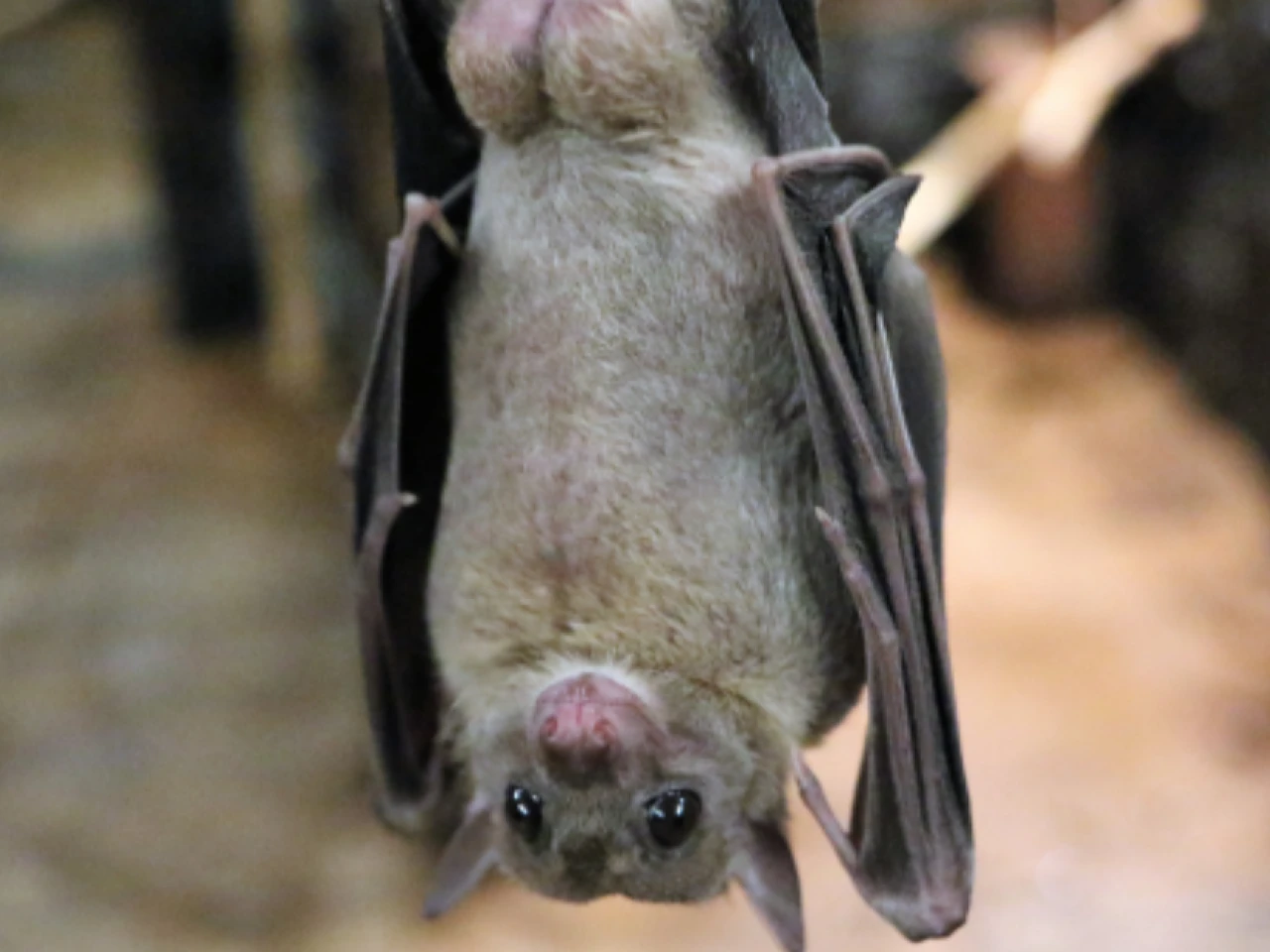 Una nueva especie de murciélago fue descubierta en Zamora