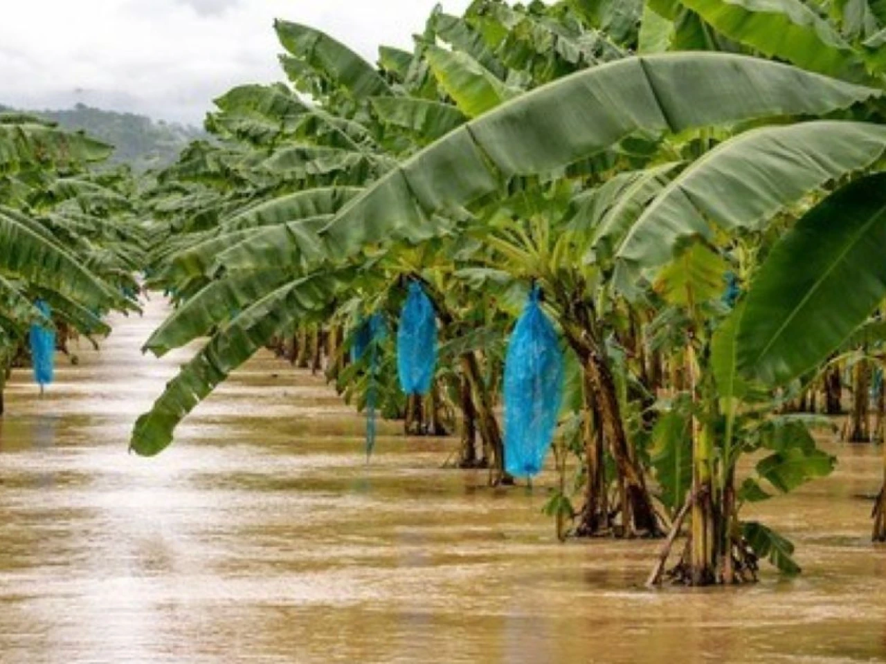 Lluvias intensas elevan el riesgo para las siembras de banano y plátano en Ecuador