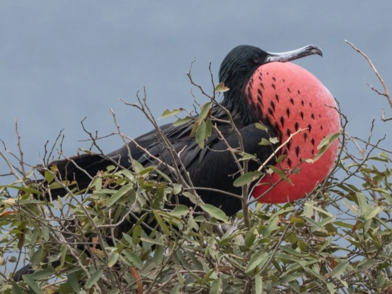 Floreana estrena monitoreo ojos de halcón para proteger su fauna en tiempo real