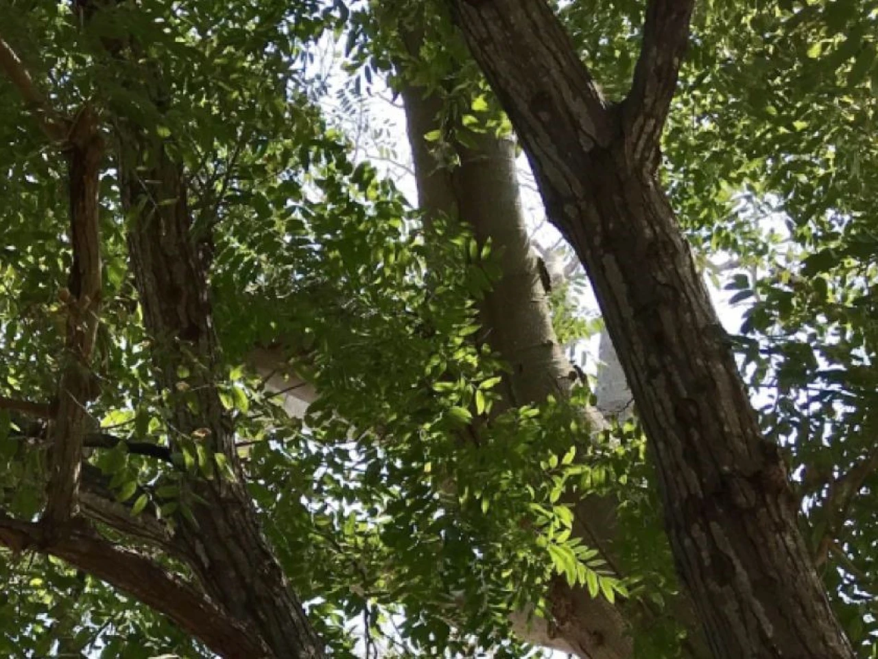 2 especies de cedro fueron descubiertas en Manabí y Esmeraldas