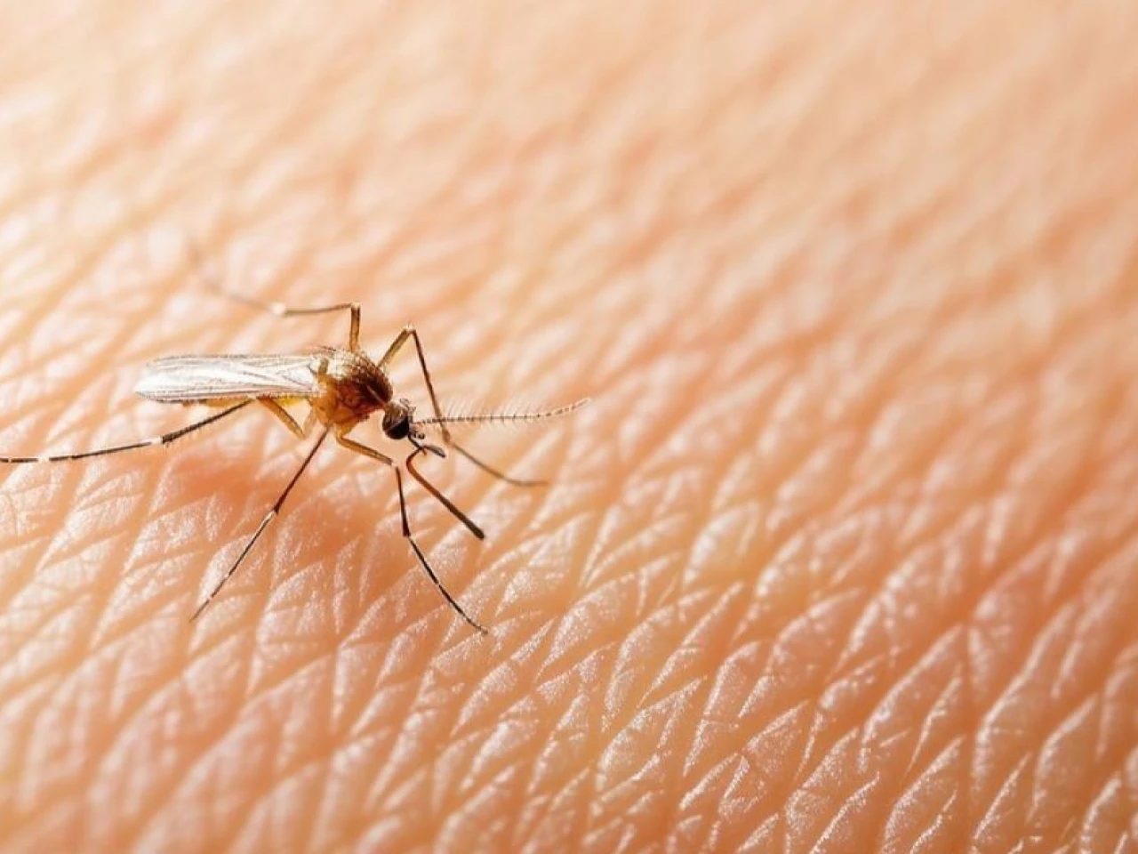 Ecuador registra más de 23.000 casos de dengue; Morona Santiago y Pastaza mantienen transmisión activa