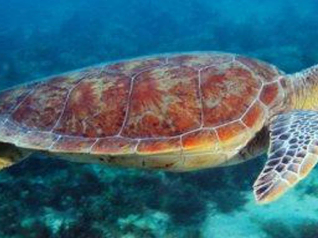 15 países se reúnen en Ecuador para proteger a las tortugas marinas