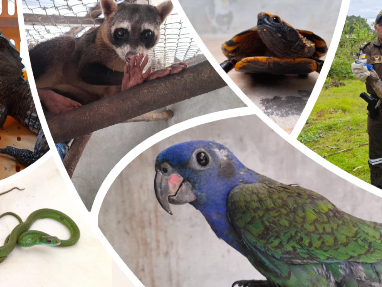 7.400 animales silvestres fueron rescatados en 2025