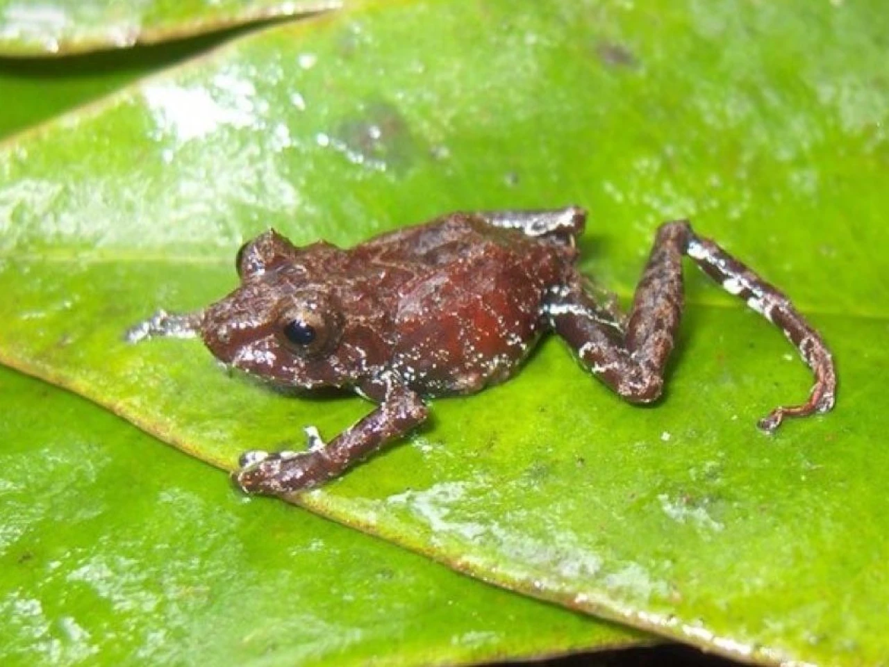 4 nuevas especies de ranas fueron descubiertas en Carchi