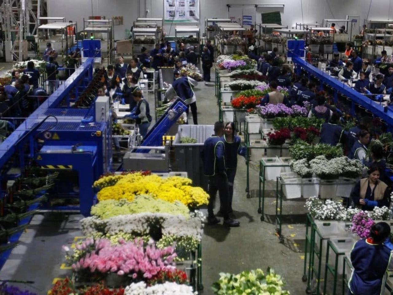 Colombia pagará casi el doble de arancel que Ecuador por exportar flores a EE. UU.