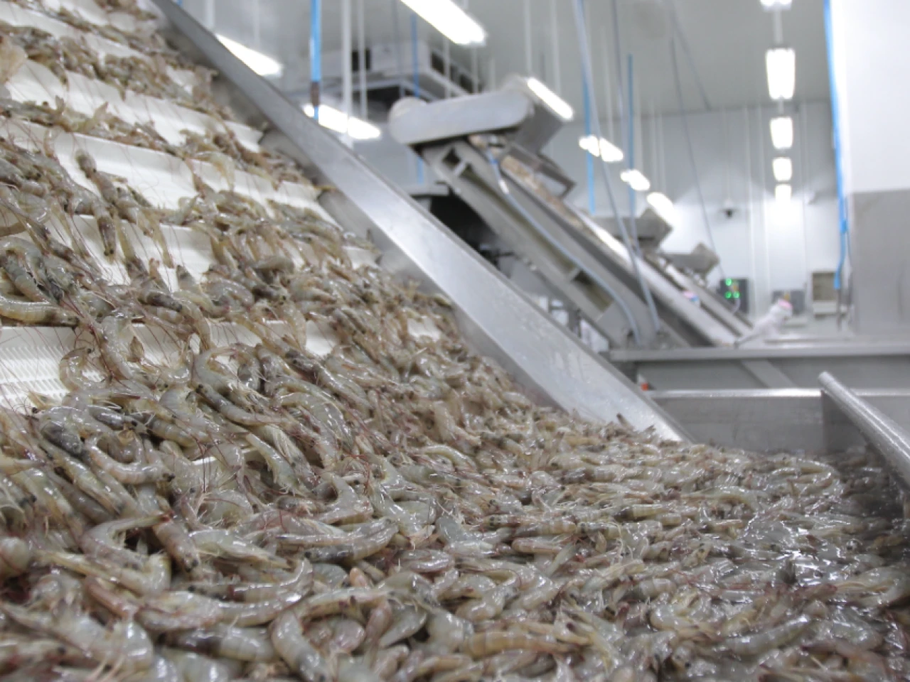 Precio del camarón ecuatoriano cae a su nivel más bajo por restricciones de China