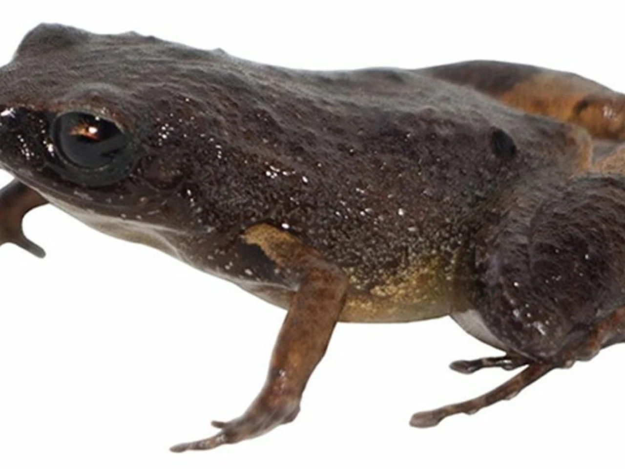 Investigadores descubrieron una nueva especie de rana de hojarasca