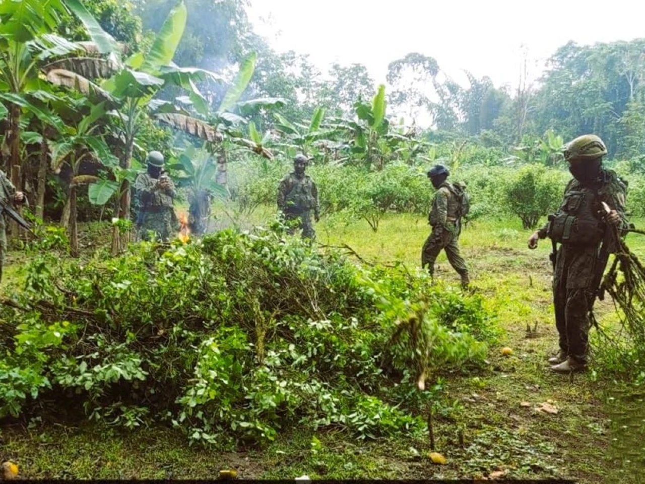 Destruyen 10.000 plantas de coca  en Sucumbíos 