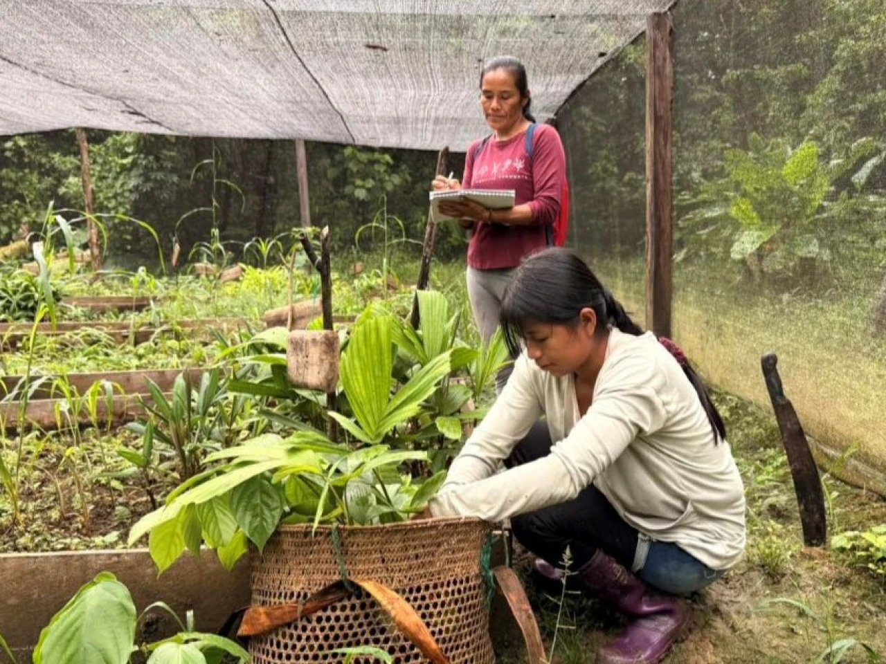 Las mujeres de Sarayaku recuperan especies perdidas de la Amazonía 
