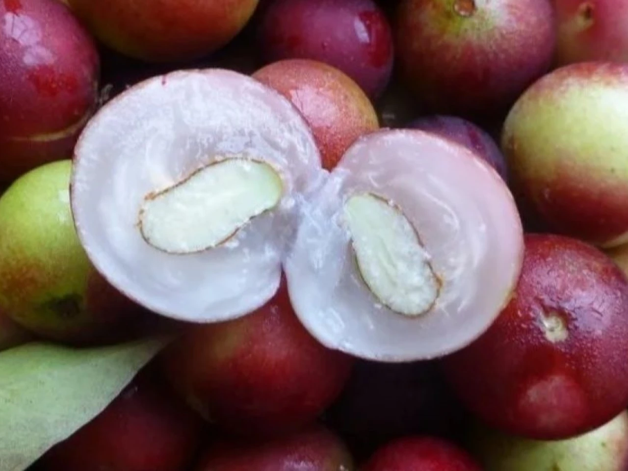 La Amazonía de Ecuador, Colombia y Perú comparten varias frutas