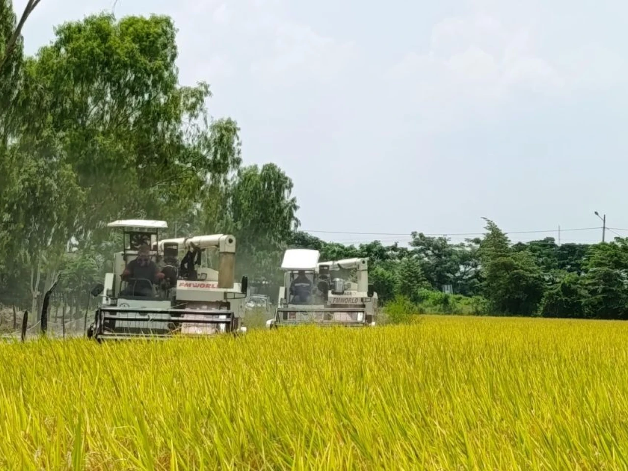 Gobierno adelanta compra directa de arroz y fija inicio de recepción para el 4 de mayo