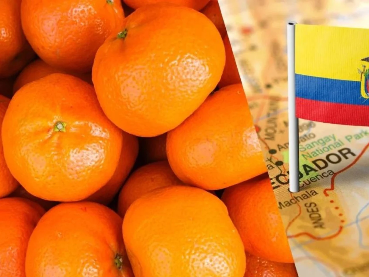 Ecuador busca crecer en el mercado de mandarinas Tango de Estados Unidos
