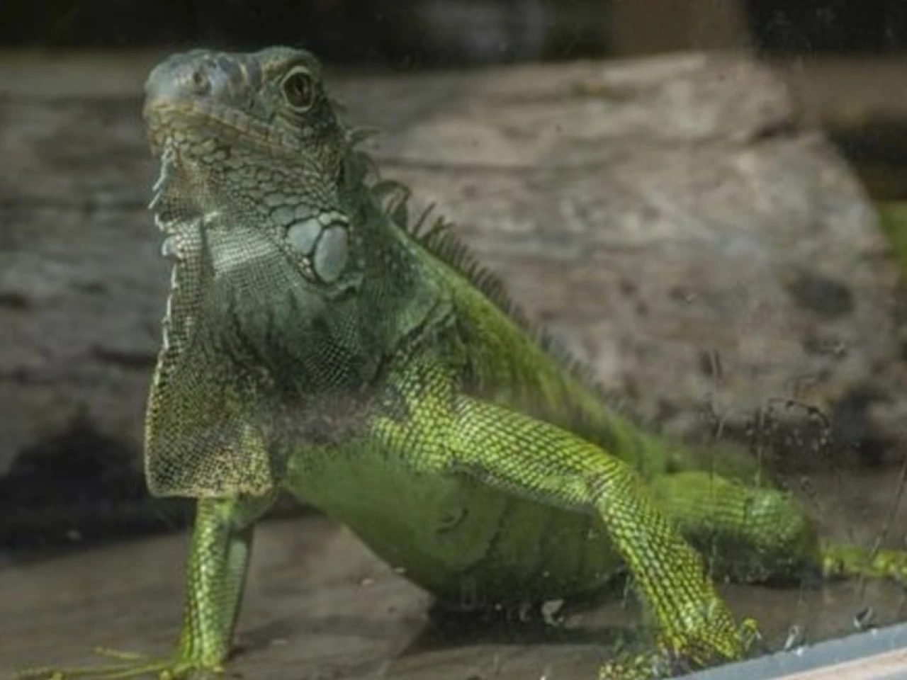 El Zoológico de Guayllabamba tendrá juegos, charlas y ferias