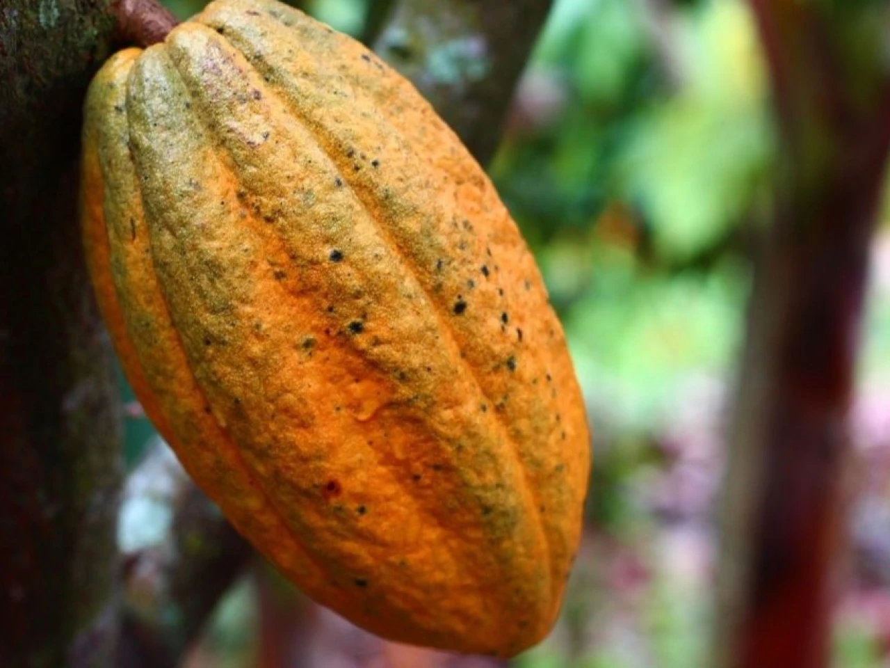 El precio del cacao llegó a los $ 10.200 por tonelada 