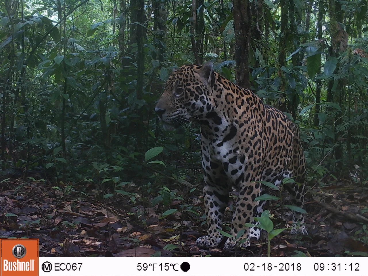 Imágenes inéditas de la fauna en la Reserva Cuyabeno: grupo de Kichwas amazónicos está ayudando a proteger el jaguar usando cámaras trampa.