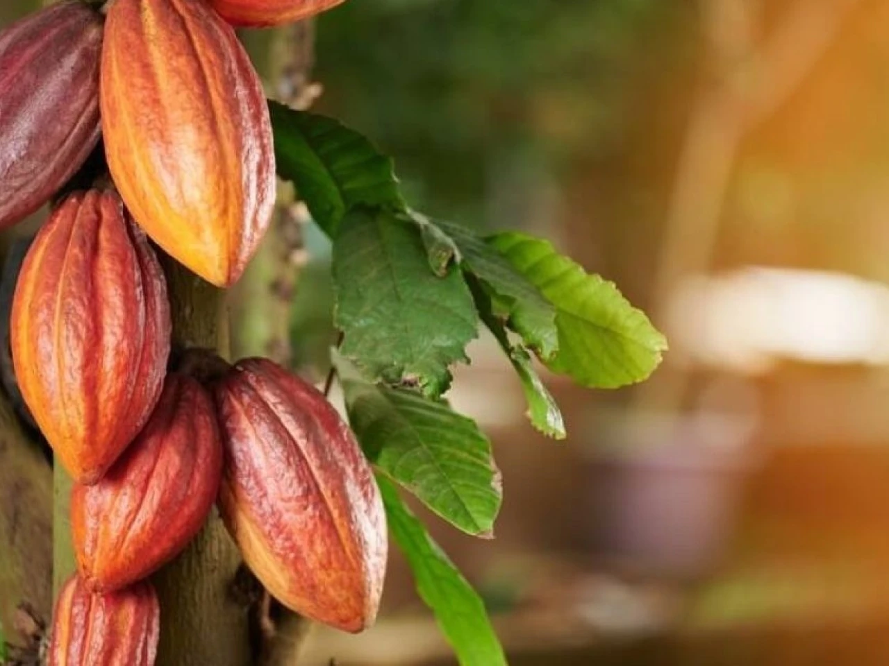Cacao profundiza su desplome y toca mínimo anual
