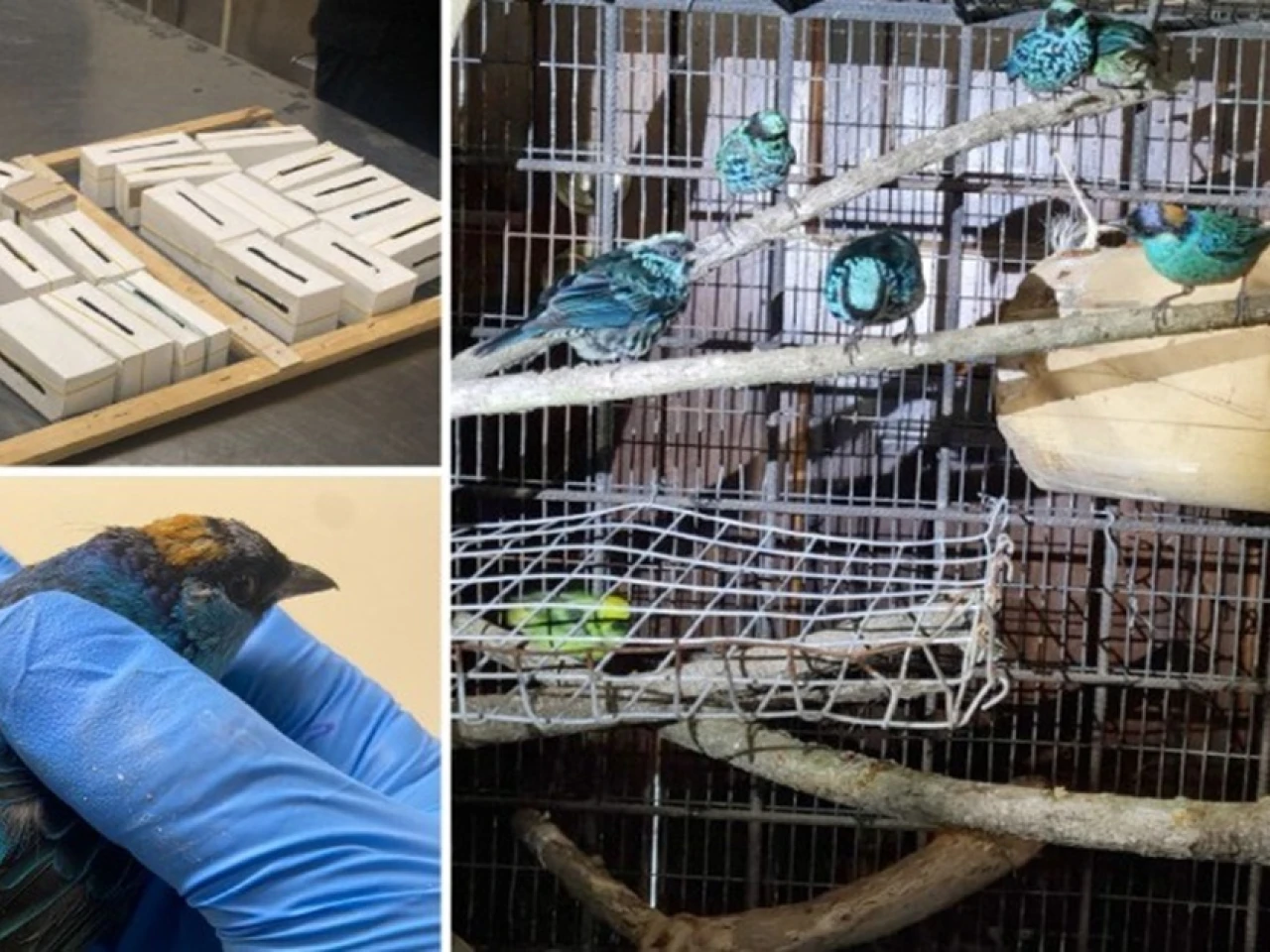 Ciudadano belga intentó sacar 22 aves silvestres
