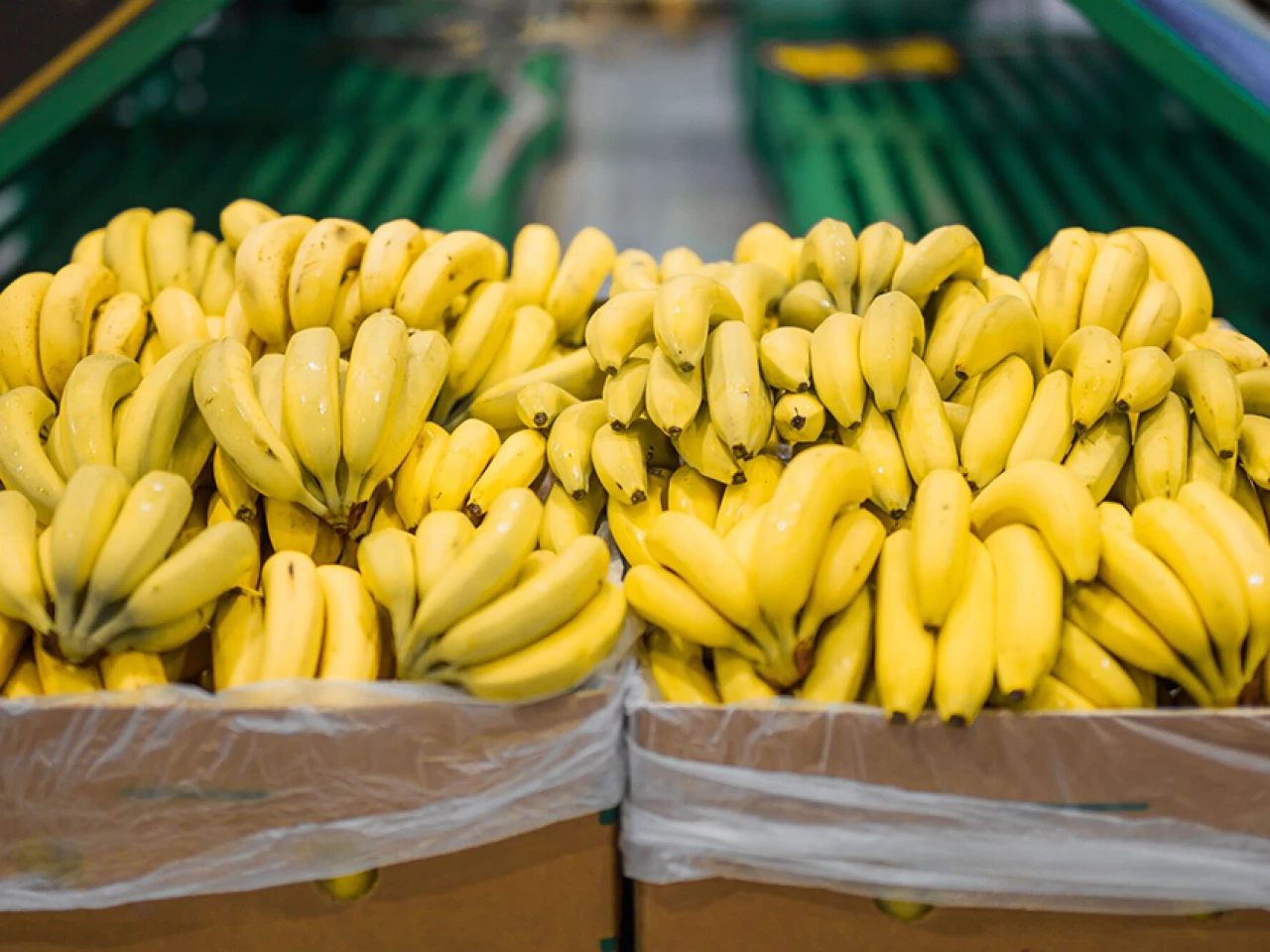 Ecuador aumenta sus exportaciones de banano, pese a lidiar con guerras, lluvias y plagas