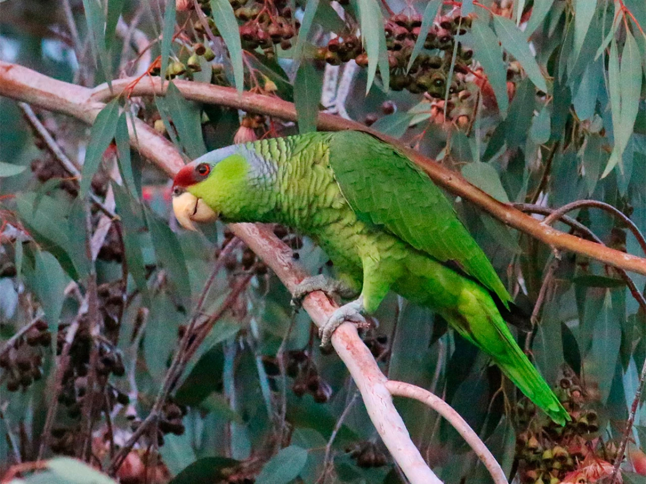 Se unen esfuerzos para aumentar la población del loro Amazona lilacina en Ecuador