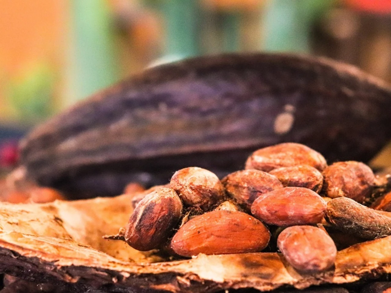 El precio del cacao alcanzó $ 8,704 por tonelada 