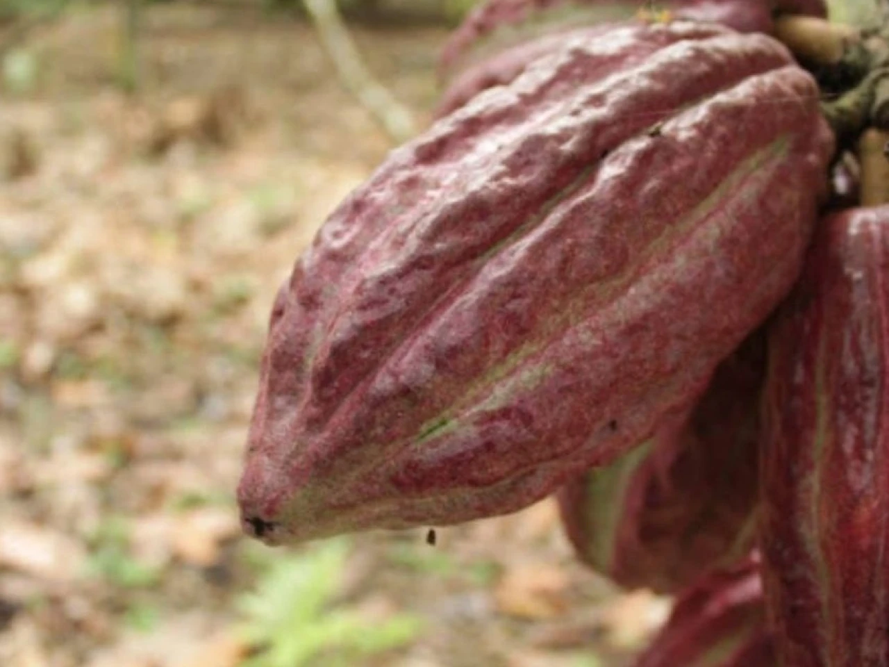 Acuerdo entre Ghana y Costa de Marfil pone bajo observación al mercado del cacao