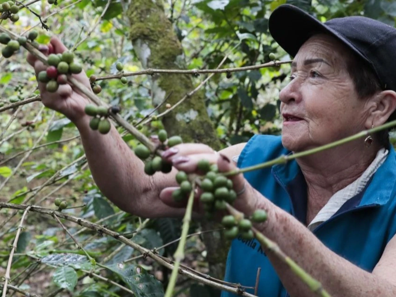 Colombia: La producción de café bajó 5 % por las lluvias