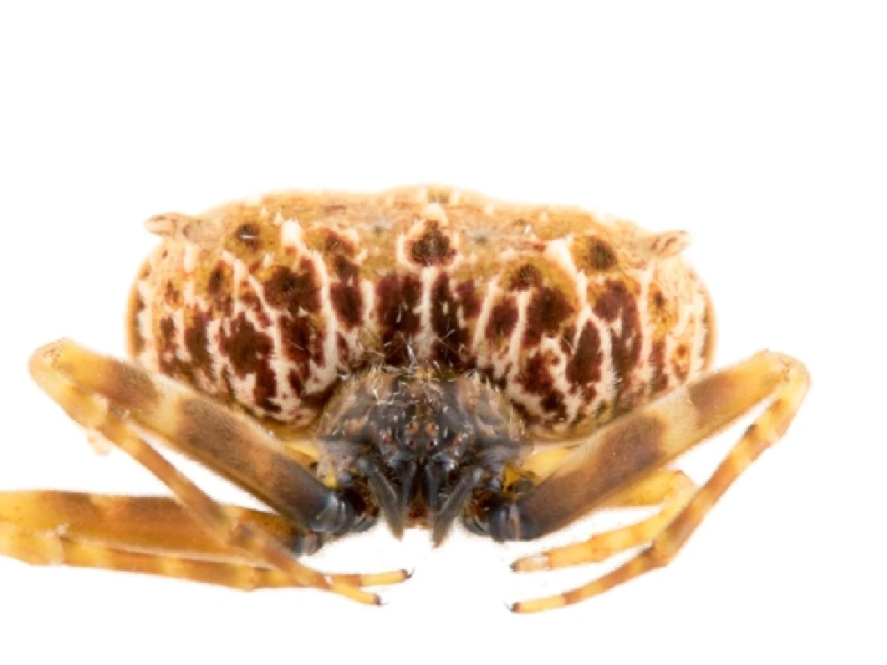 Una nueva especie de araña cazadora fue descubierta en la Amazonía de Ecuador