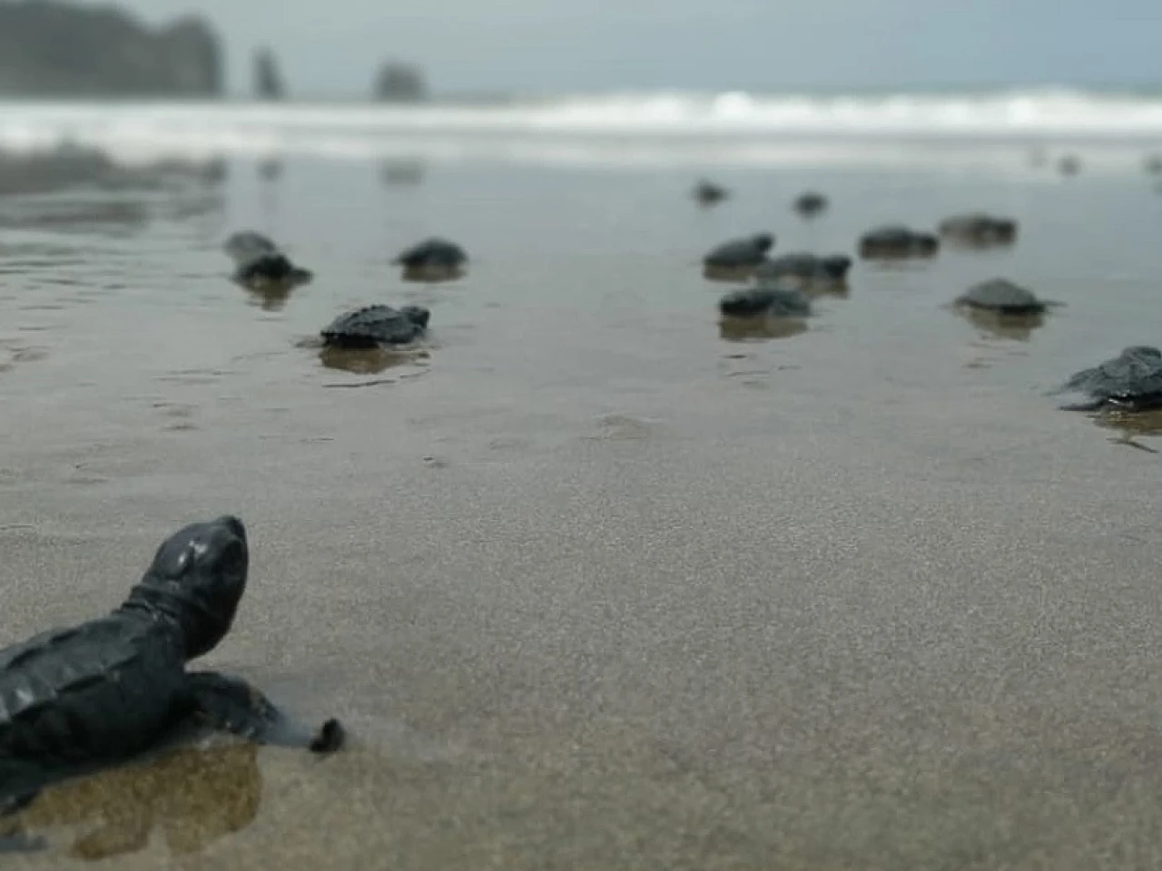 Más de cuatro mil tortugas marinas nacieron en Manabí